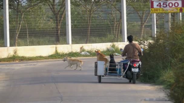 Motorfiets met honden in een aanhangwagen rijdt op de weg in Azië. Slow Motion — Stockvideo