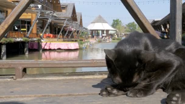 Schwarze Katze liegend und leckend auf einem Holzsteg auf dem schwimmenden Markt von Pattaya. Thailand — Stockvideo