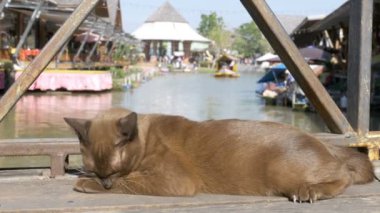 Dinlenme ve yüzen Pazar Pattaya ahşap iskele yatan yalama kahverengi kedi. Tayland