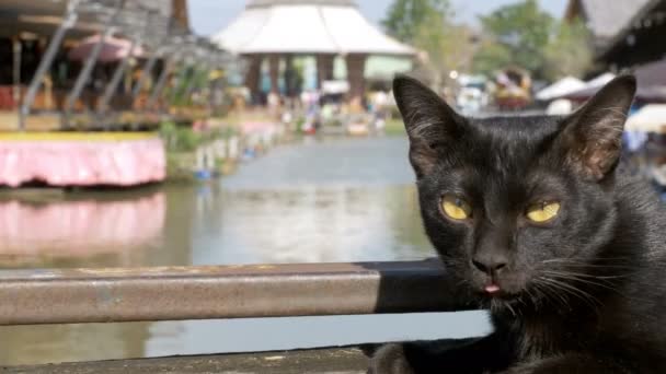 Svart katt vilar och slickar liggande på träpiren i den Pattayas flytande marknad. Thailand — Stockvideo