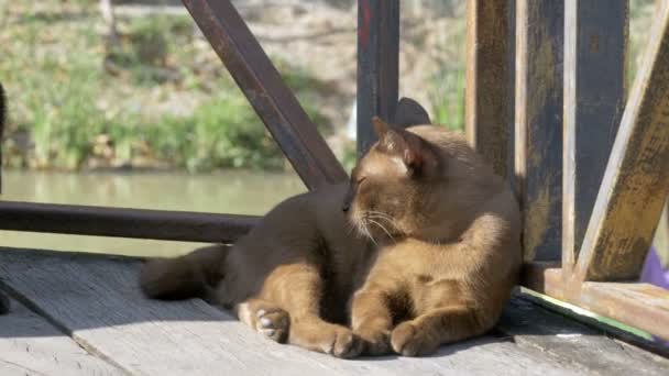 Dos gatos se juegan uno con el otro acostados en un muelle de madera en el mercado flotante de Pattaya. Tailandia — Vídeos de Stock