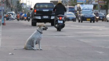 Yolda geçen arabalar ve motosikletler ile Anavatan gri köpek oturur. Asya, Tayland
