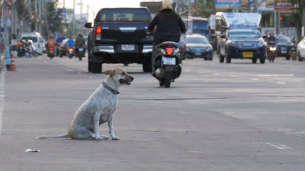 El perro gris sin hogar se sienta en la carretera con coches y motocicletas que pasan. Asia, Tailandia — Vídeo de stock