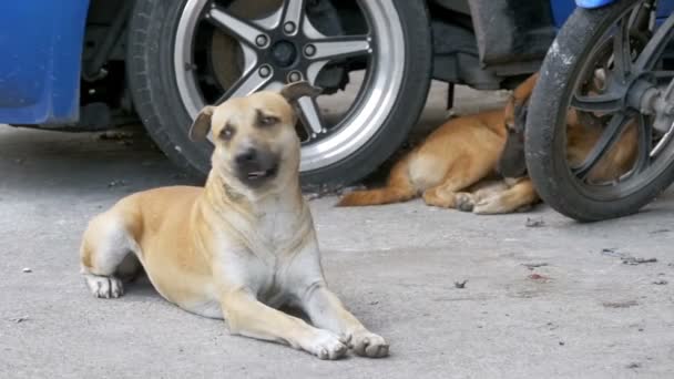 两只无家可归的红狗躺在柏油马路上。慢动作。泰国, 芭堤雅 — 图库视频影像