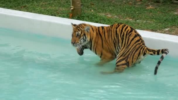 Tygr v bazénu s vodou. Thajsko. Tiger Park — Stock video