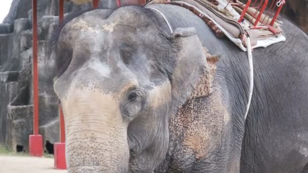 Elefante agitando las orejas y el tronco se mueve. A cámara lenta. Tailandia, Pattaya — Vídeos de Stock