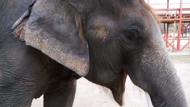 Elefant wedelt mit Ohren und Rüssel bewegt sich. Zeitlupe. Thailand, Pattaya — Stockvideo