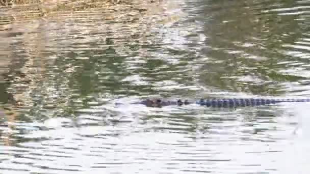 鳄鱼在绿色的沼泽水中游泳。泥泞的沼泽河。泰国。亚洲 — 图库视频影像
