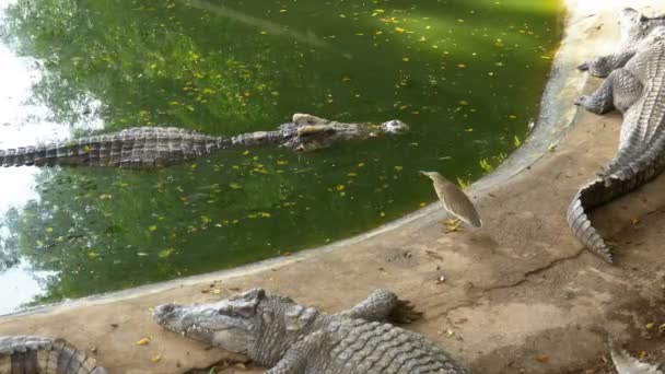 Many Crocodiles Lie near the Water of Green Color. Muddy Swampy River. Thailand. Asia — Stock Video