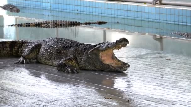 Krokodil med öppen mun ligger i poolen av djurparken. Thailand — Stockvideo