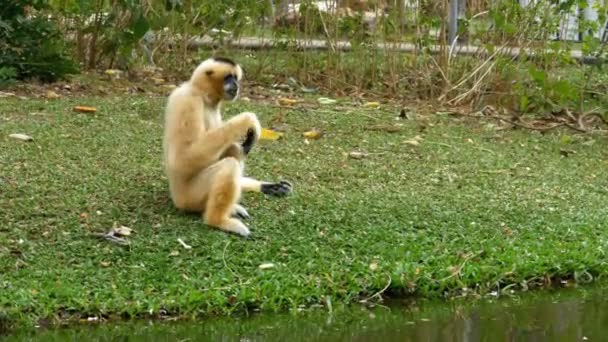 White Cheeked Gibbon est assis sur une prairie près d'un étang ou d'une rivière au zoo de Khao Kheow. Thaïlande — Video
