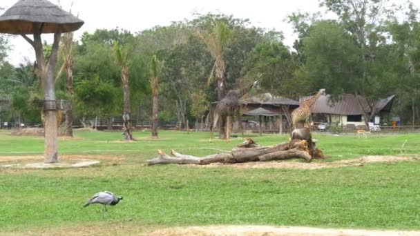 Африканская Саванна в открытом зоопарке Кхао Кхео. Таиланд — стоковое видео