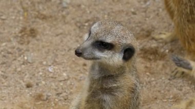 Meerkat standları iki ayak ve dışarı arıyorsunuz Danger.Thailand.