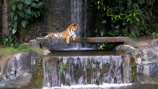 De Tiger ligt op de rots in de buurt van de waterval. Thailand — Stockvideo