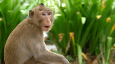 Maymun Khao Kheow aç hayvanat bahçesinde yemek yeme yerde oturuyor. Tayland