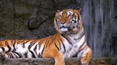 Kaplan yatıyor Rock'da şelaleye yakın. Tayland