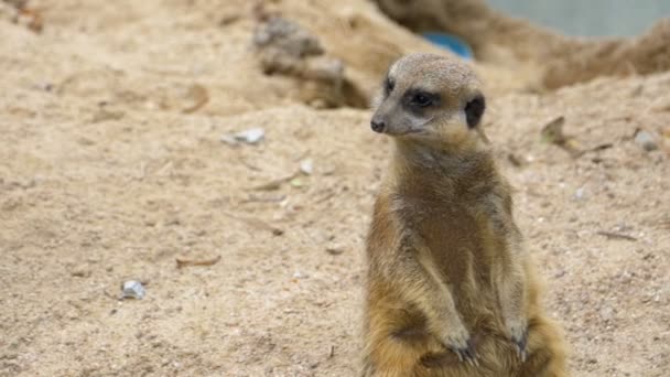 Meerkat está parado en dos patas y mirando hacia fuera para el peligro. Tailandia. Moción lenta — Vídeos de Stock