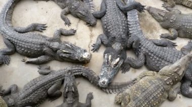 Yere birçok timsahlar yatıyor en iyi görünümü. Timsah çiftliği. Tayland. Asya