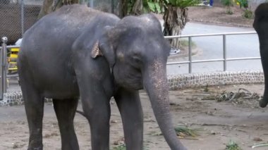 Filler kendi ayakları zincirli Bileklikler ile bir hayvanat bahçesi. Ağır çekim. Tayland. Asya