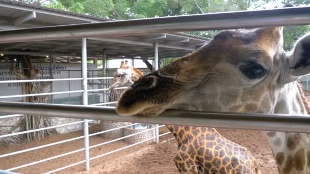 La jirafa en el zoológico camina alrededor del recinto. A cámara lenta. Tailandia. Pattaya . — Vídeo de stock