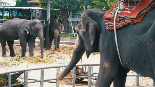 Elefantes no zoológico com um carrinho nas costas estão comendo. Tailândia. Ásia . — Vídeo de Stock