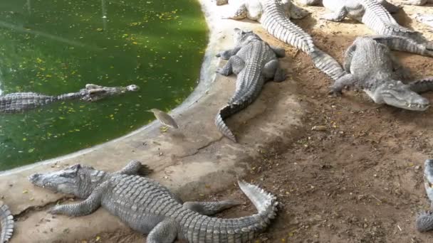 Sok krokodilok hazugság közelében a víz zöld színű. Sáros, mocsaras folyó. Thaiföld. Asia