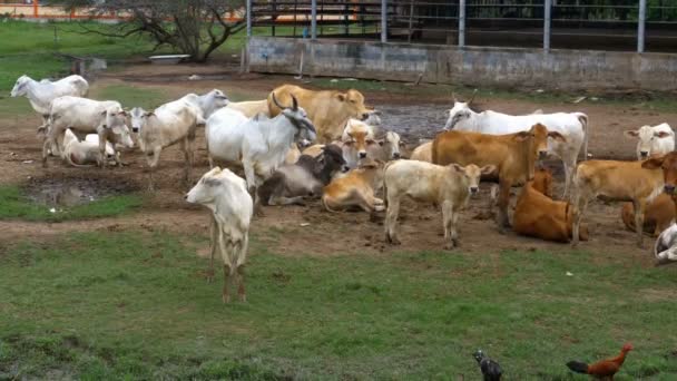 Herd van Thaise koeien grazen op een vuile weide in Azië. Open koeienboerderij. Thailand. — Stockvideo