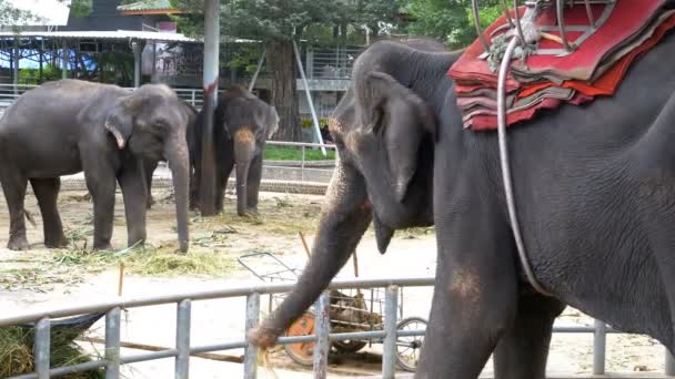 Elefanter i djurparken med en vagn på baksidan är ätstörningar. Thailand. Asia. — Stockvideo