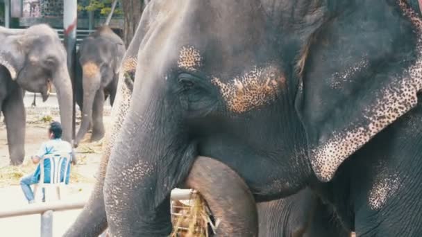 Elefantes en el zoológico con un carro en la espalda están comiendo. Tailandia. Países Bajos . — Vídeo de stock