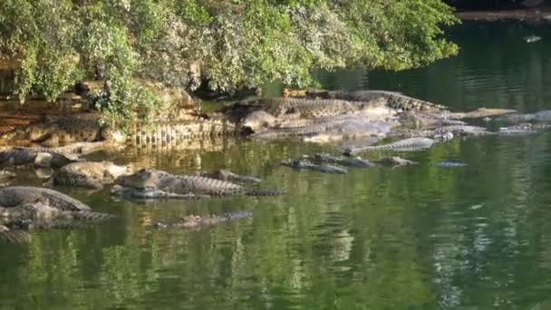 Muchos cocodrilos en la naturaleza yacen en un río pantanoso en la orilla bajo un árbol. Tailandia. Países Bajos — Vídeos de Stock