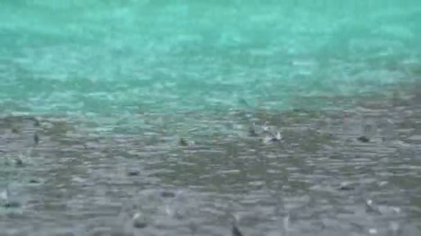 Grandes gotas de lluvia caen en un charco durante una tormenta de lluvia. Gotas de agua . — Vídeos de Stock