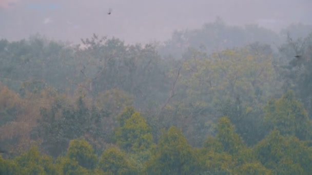 Tropical rainstorm in the jungle against the backdrop of a green forest — Stock Video