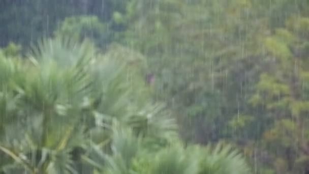 Trópusi vihar a dzsungelben, a háttérben egy zöld erdő egy pálmafa. Lassú mozgás — Stock videók