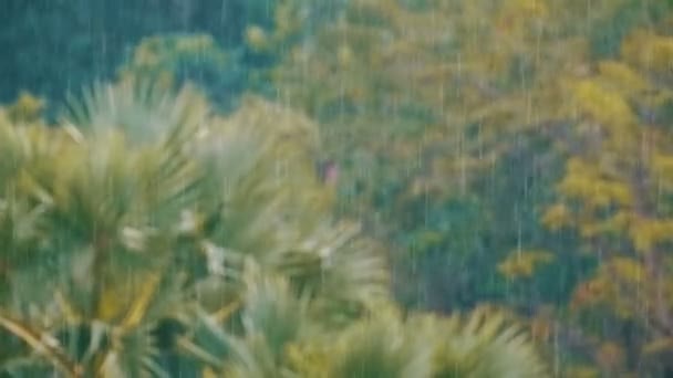 Tempête de pluie tropicale dans la jungle dans le contexte d'une forêt verte avec un palmier. Mouvement lent — Video