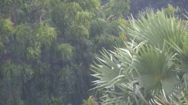 Tropischer Regensturm im Dschungel vor der Kulisse eines grünen Waldes mit Palme — Stockvideo