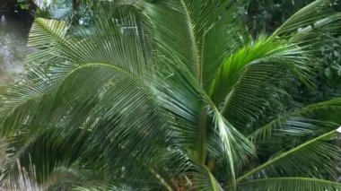 Palmiye ağacı zemin karşı ormanda tropikal yağmur fırtınası