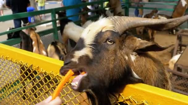 女性は、カオ Kheow オープン動物園でペンのヤギをフィードします。タイ. — ストック動画