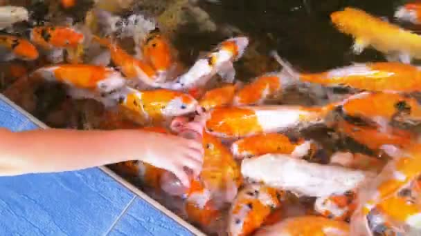 Feeding Colorful Japanese Red Carp from a Bottle with a Pacifier. Thailand — Stock Video