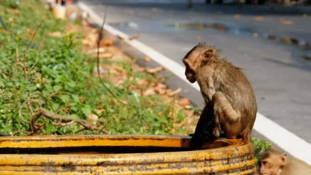 Apen gevangen een kikker in een kom of Water en spelen met het. Thailand — Stockvideo