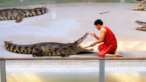 Krokodil show. A tréner helyezi a kezét a szája a krokodil. Thaiföld. Asia. — Stock videók
