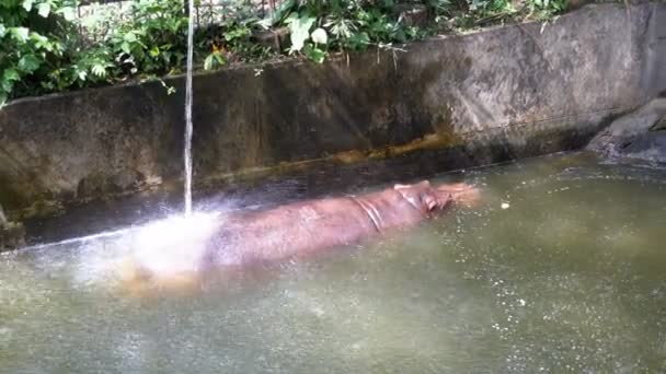 Flodhäst simma i en damm på Khao Kheow Open Zoo. Thailand. — Stockvideo