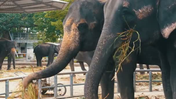 Elephants in the zoo with a cart on the back are eating. Thailand. Asia. — Stock Video