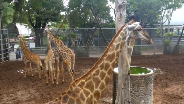 動物園のキリンは、筐体の周り歩いています。タイ。パタヤ. — ストック動画