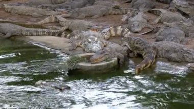 Birçok timsahlar yeşil renk su yakınında yatıyor. Çamurlu bataklık nehir. Tayland. Asya