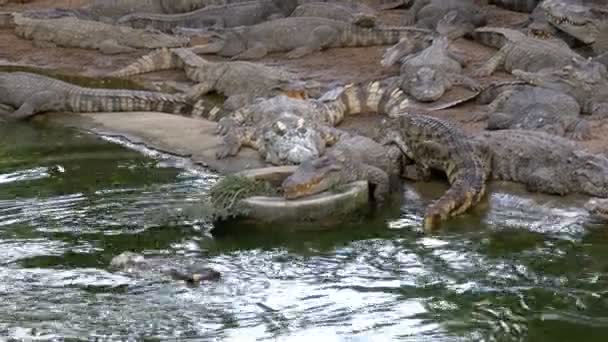 Mnoho krokodýli leží poblíž vody zelené barvy. Muddy bahnité řeky. Thajsko. Asie — Stock video