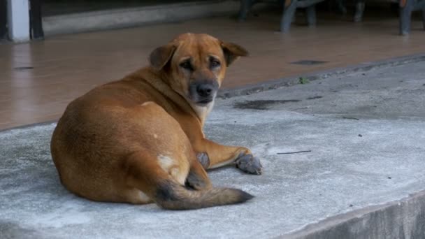 Bezdomovci červený pes leží na asfaltovou silnici. Thajsko, Pattaya — Stock video