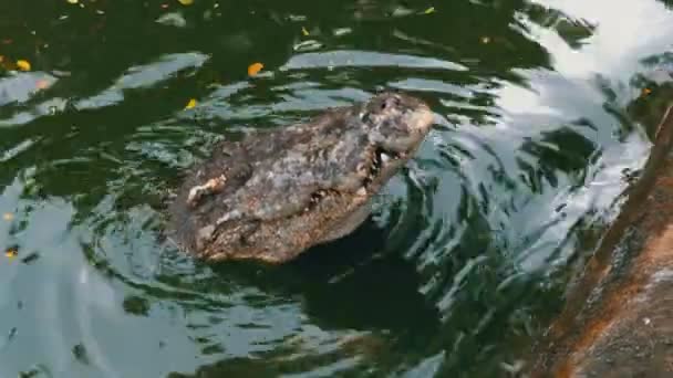 Crocodile Swims in the Green Marshy Water. Muddy Swampy River. Tailândia. Ásia — Vídeo de Stock