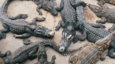 Yere birçok timsahlar yatıyor en iyi görünümü. Timsah çiftliği. Tayland. Asya