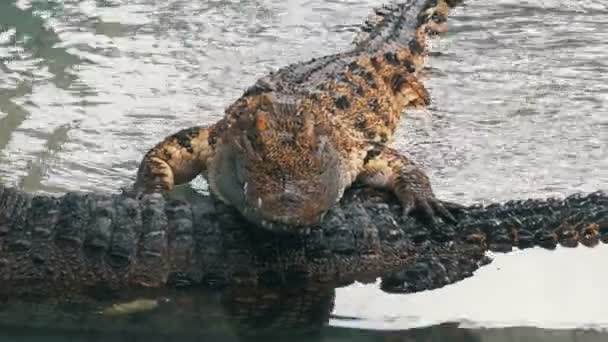 The crocodile lies in the water on another crocodile. Thailand — Stock Video