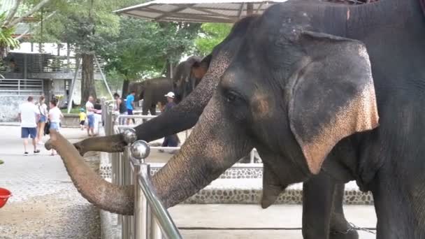 Touristen füttern Elefanten im Zoo. Thailand. Asien. — Stockvideo